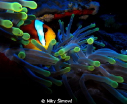 Life in anemone by Niky Šímová 